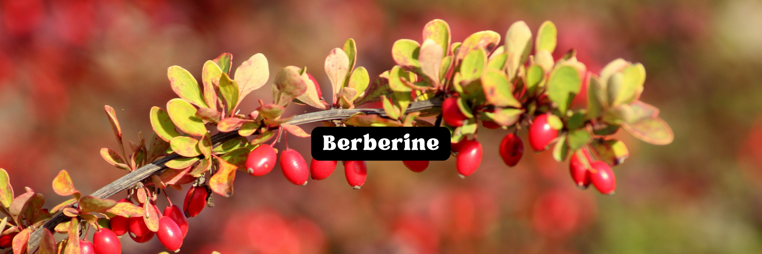 Berberine Featured