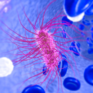 Pink rod-shaped bacterium with flagella surrounded by blue blood cells illustrating antibiotics and antibiotic resistance