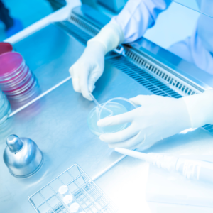 Scientist in gloves handling petri dishes in a microbiology lab researching antibiotics and antibiotic resistance