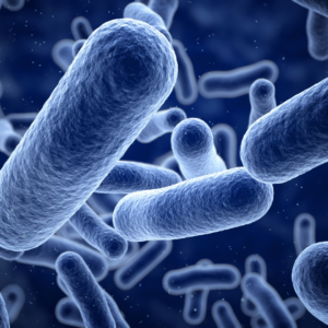 Close-up of blue rod-shaped bacteria that can cause a urinary tract infection
