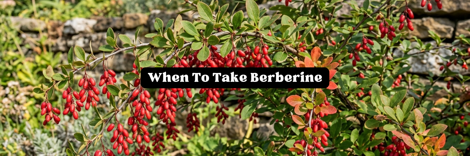 Ripe red berberine berries on a branch against a stone wall, header image for when to take berberine