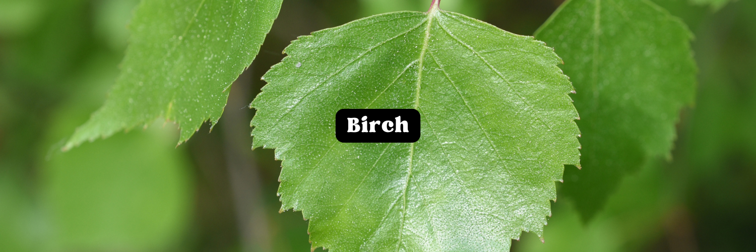 Close-up of a green birch leaf with serrated edges, labelled "Birch"