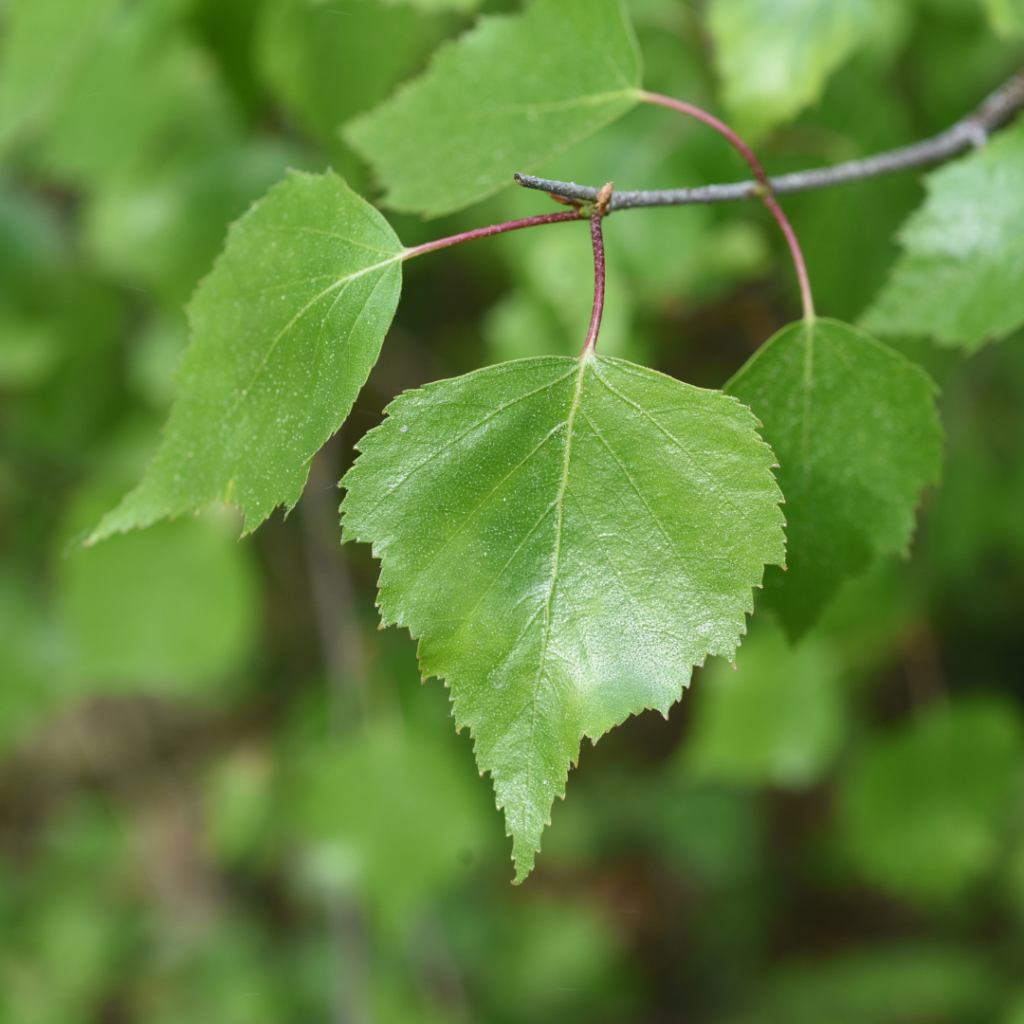 Birch leaves with toothed edges and red stems hanging from a thin branch