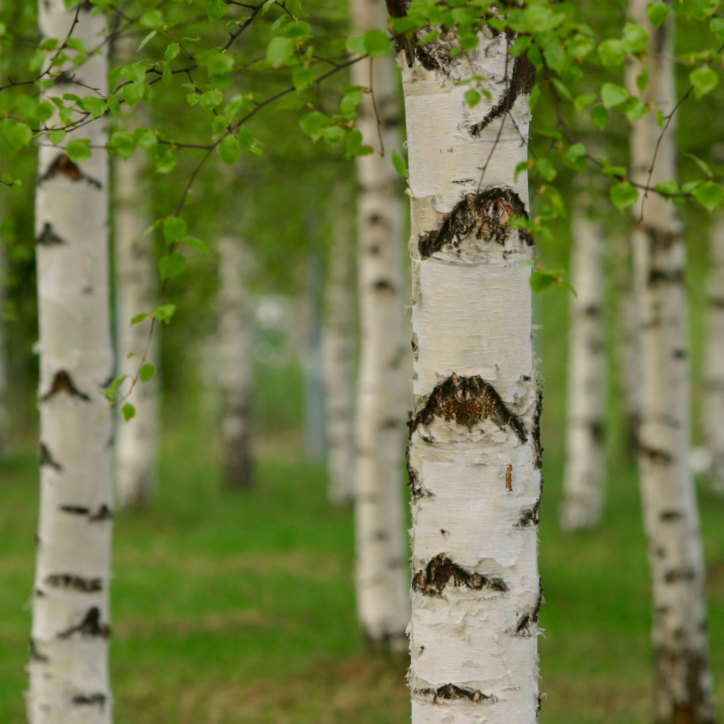 Grove of birch trees with white peeling bark and fresh green spring foliage